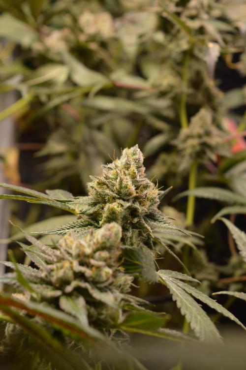 BioBandit's Passion. Week 8