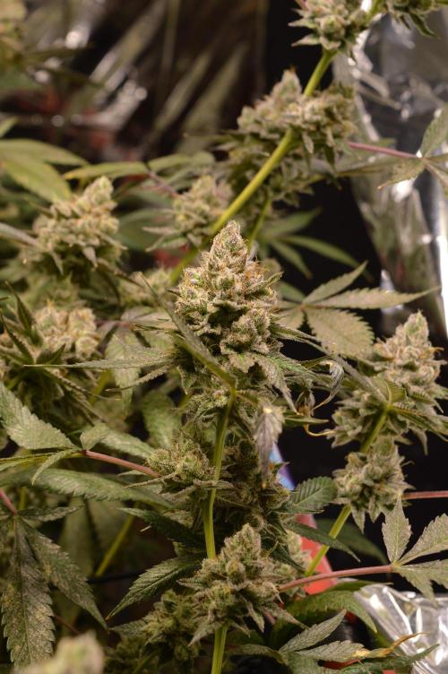 BioBandit's Passion. Week 8