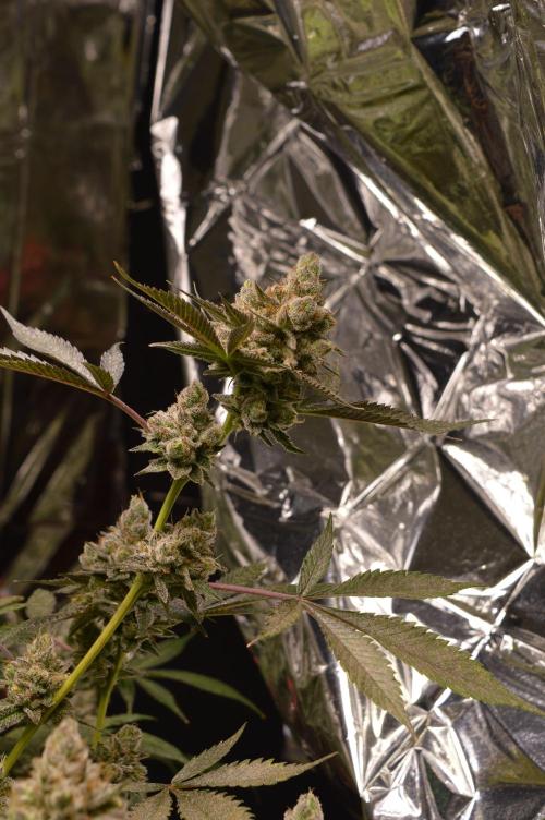 BioBandit's Passion. Week 8
