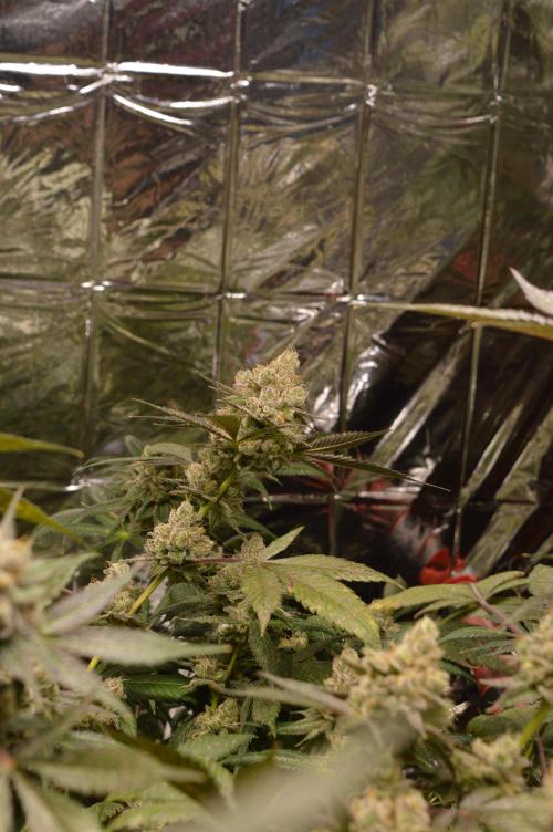 BioBandit's Passion. Week 8