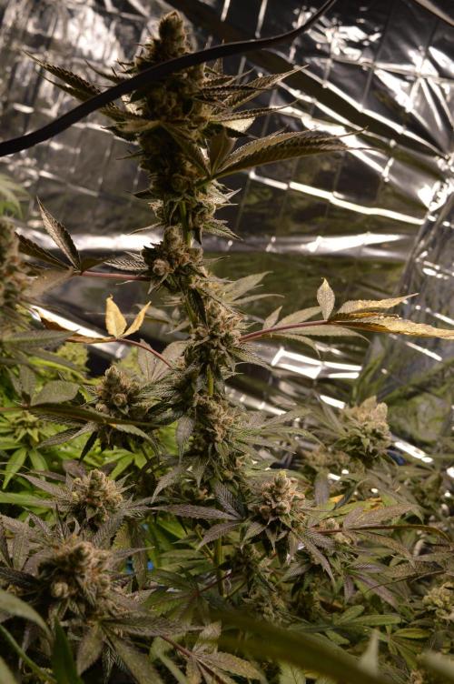 BioBandit's Passion. Week 8