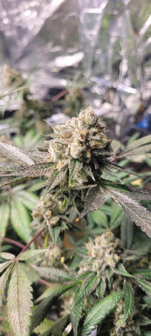BioBandit's Passion. Week 9 - Super Boof im Sweetspot! ?😍 