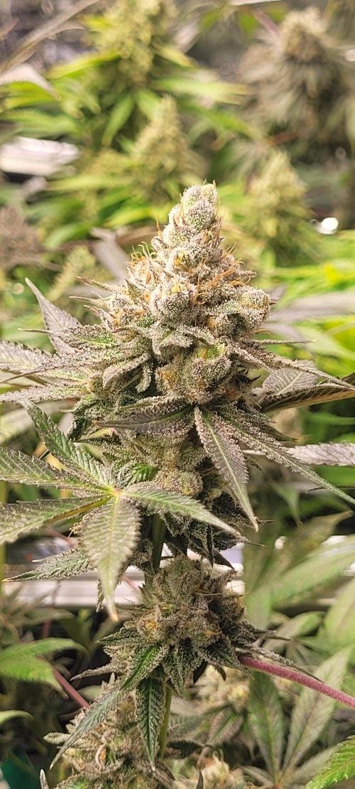 BioBandit's Passion. Week 9 - Super Boof 