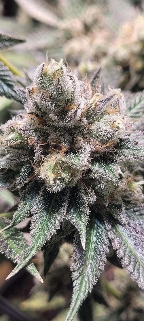 BioBandit's Passion. Week 9 - Super Boof