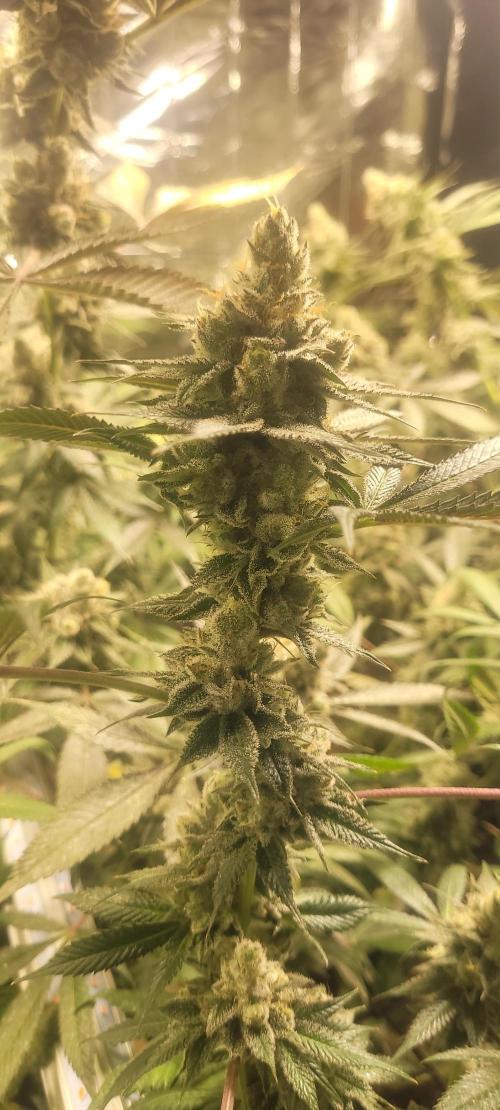 BioBandit's Passion. Week 9 - Super Boof