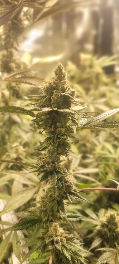 BioBandit's Passion. Week 9 - Super Boof