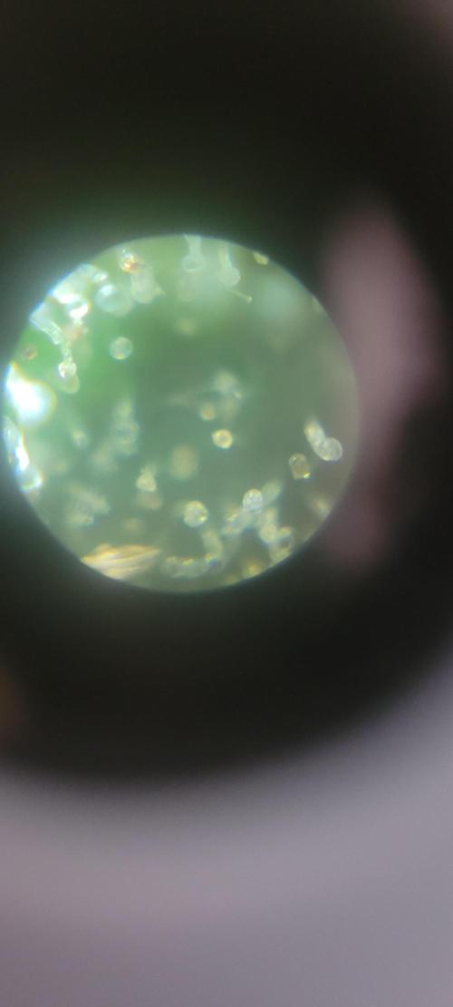 BioBandit's Passion. Week 9 - Genau zu wissen, ist besser als zu schätzen.
Trichome immer auf Pistillen... 