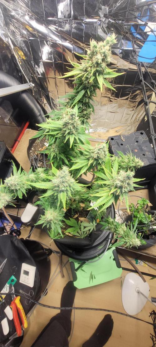 BioBandit's Passion. Week 9 - ... Entwickeln.

Das ist meine 
Blueberry OG. 