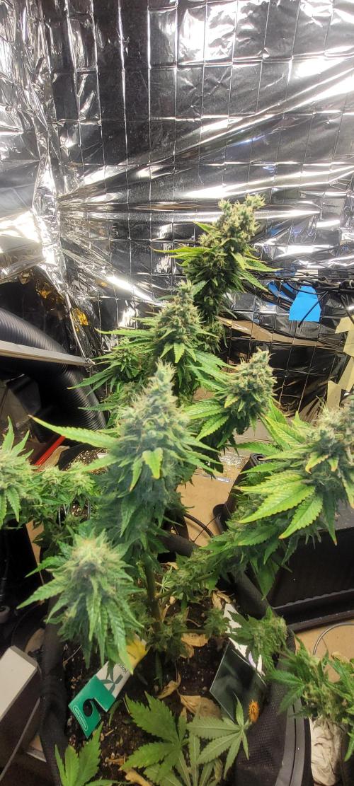 BioBandit's Passion. Week 9 - Blueberry OG
Da bin ich ja mal am meisten drauf gespannt... 