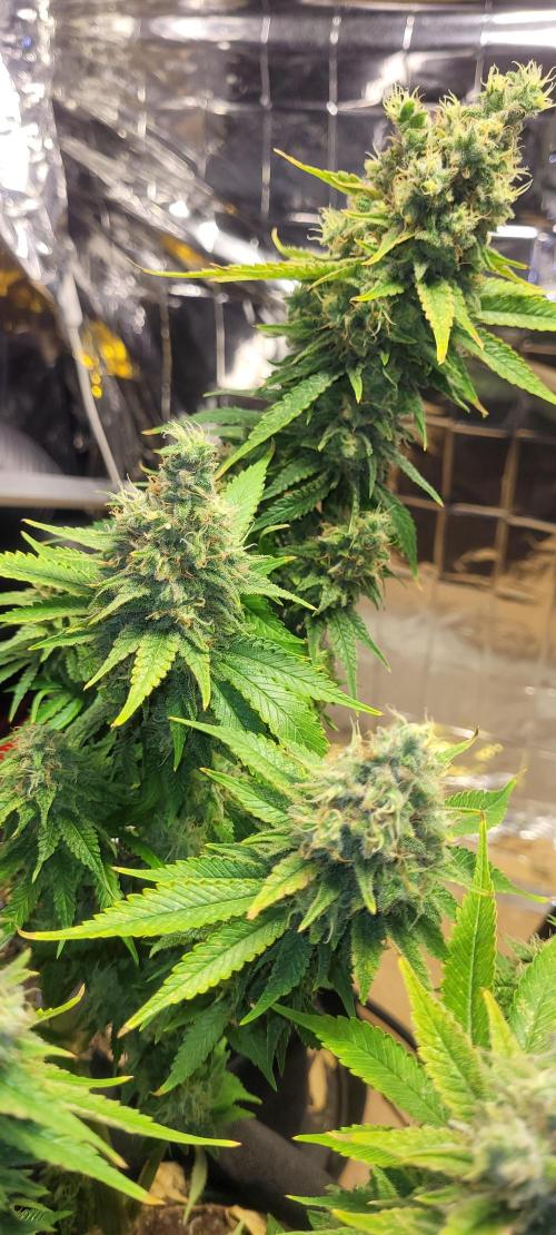BioBandit's Passion. Week 9 - Blueberry OG
