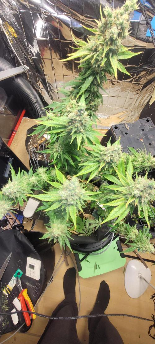BioBandit's Passion. Week 9 - Blueberry OG