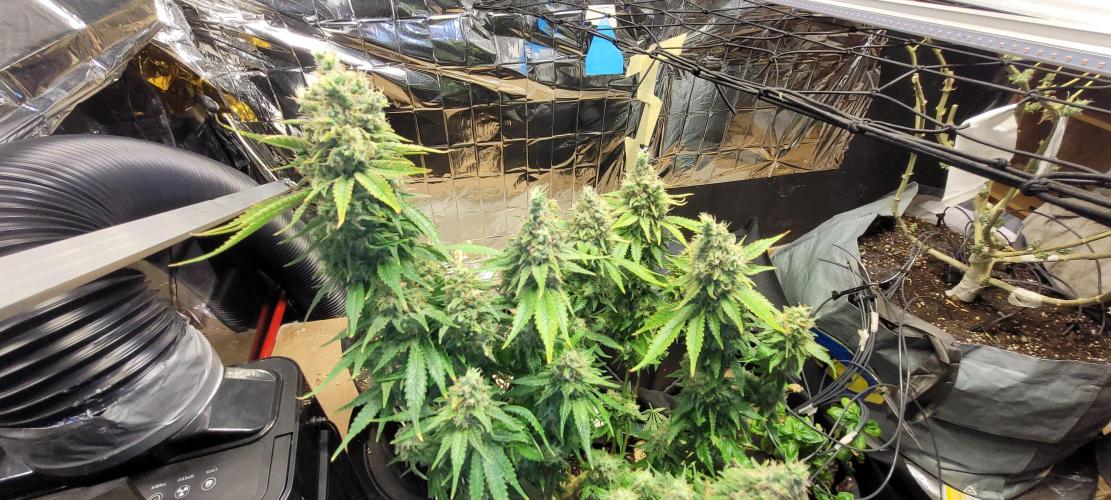 BioBandit's Passion. Week 9 - Blueberry OG