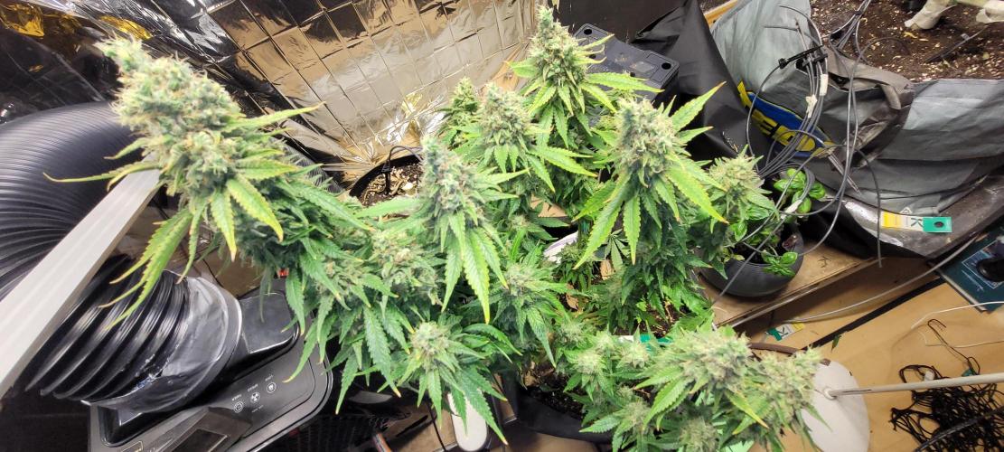 BioBandit's Passion. Week 9 - Blueberry OG
