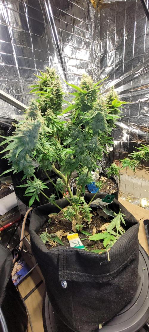 BioBandit's Passion. Week 9 - Blueberry OG