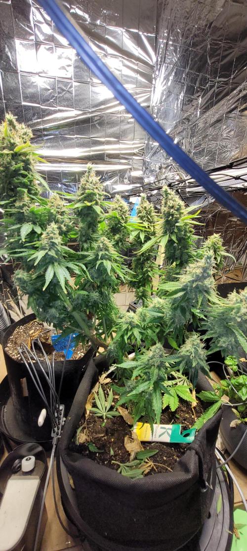 BioBandit's Passion. Week 9 - Blueberry OG