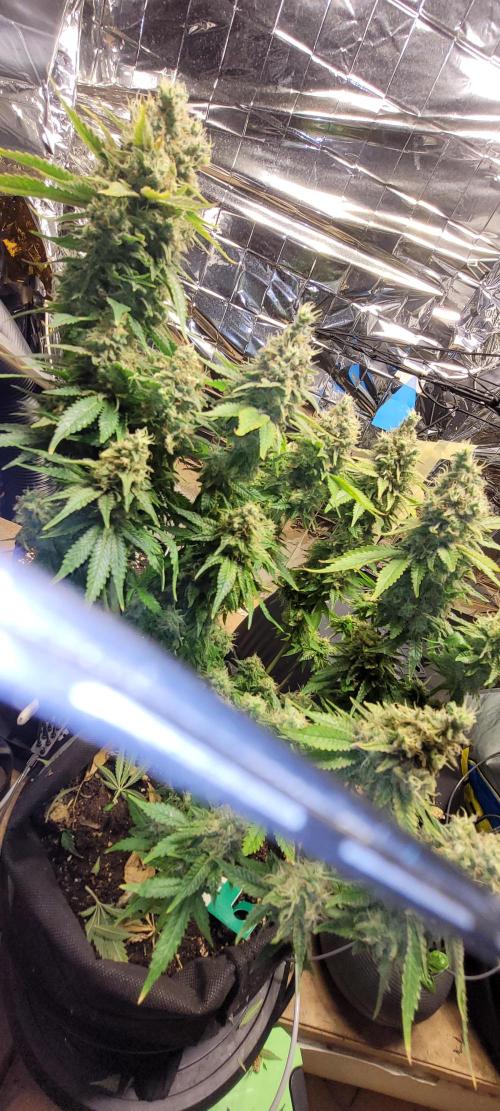 BioBandit's Passion. Week 9 - Blueberry OG