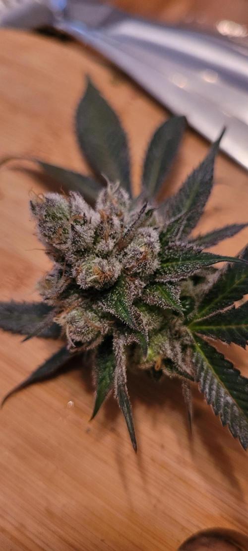 BioBandit's Passion. Week 9 - Super Boof 