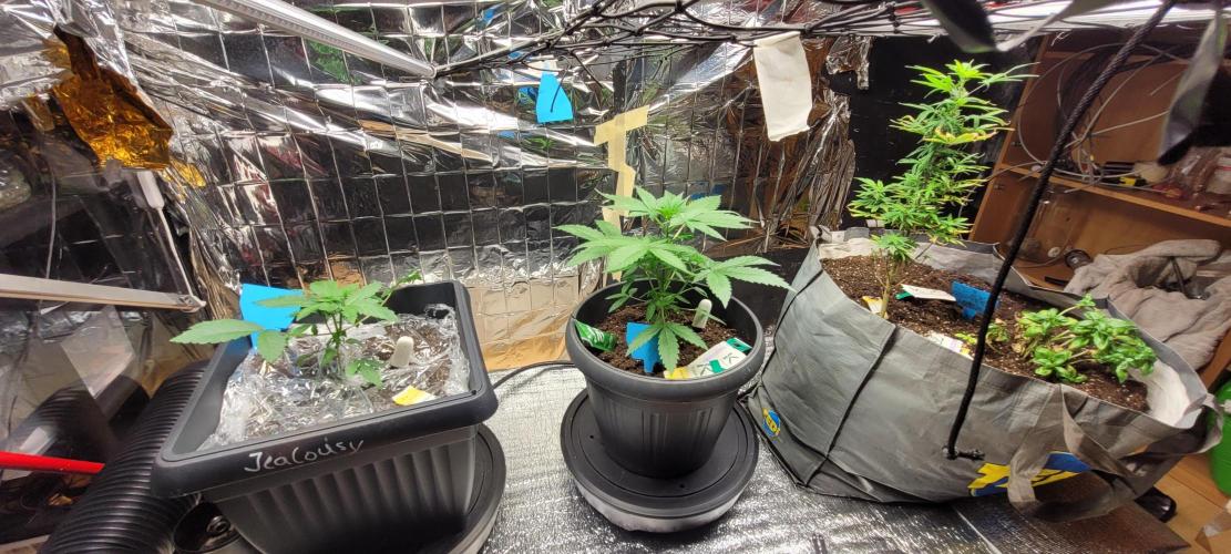 BioBandit's FastBuds Lemonpaya run. Week 3