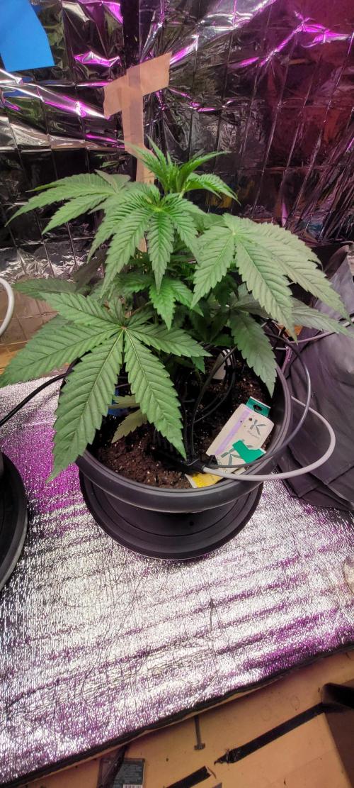 BioBandit's FastBuds Lemonpaya run. Week 4