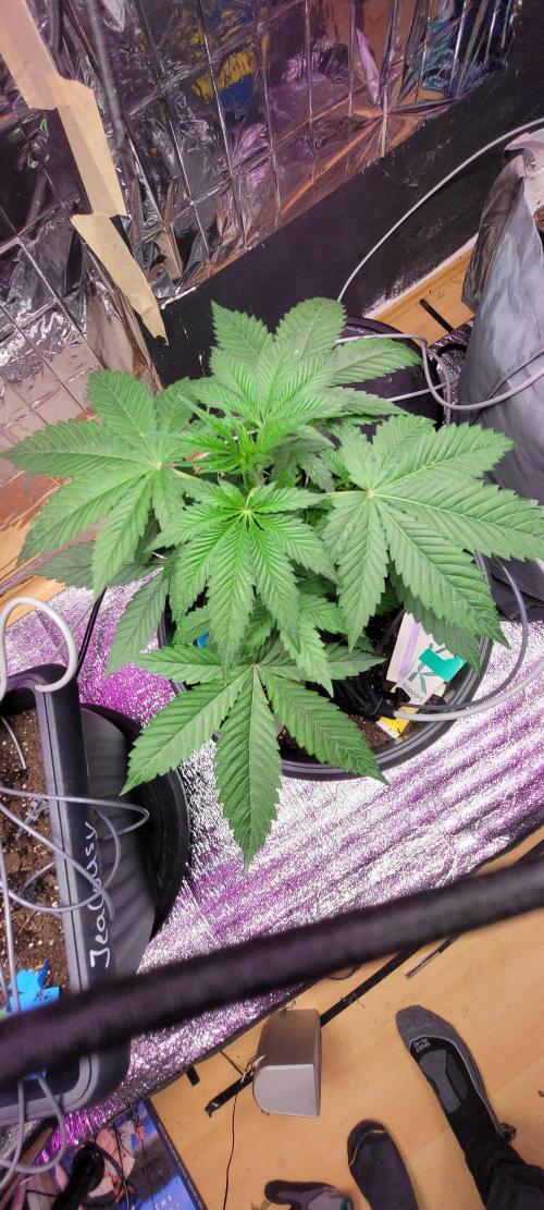 BioBandit's FastBuds Lemonpaya run. Week 4