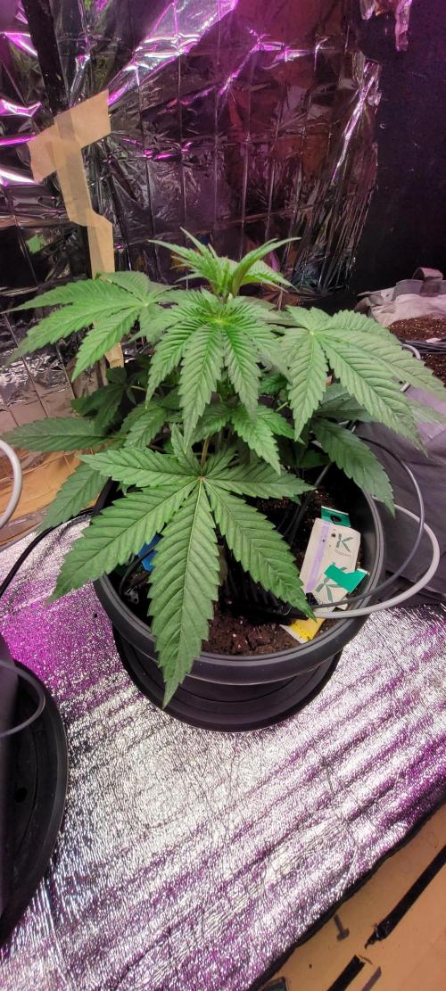 BioBandit's FastBuds Lemonpaya run. Week 4