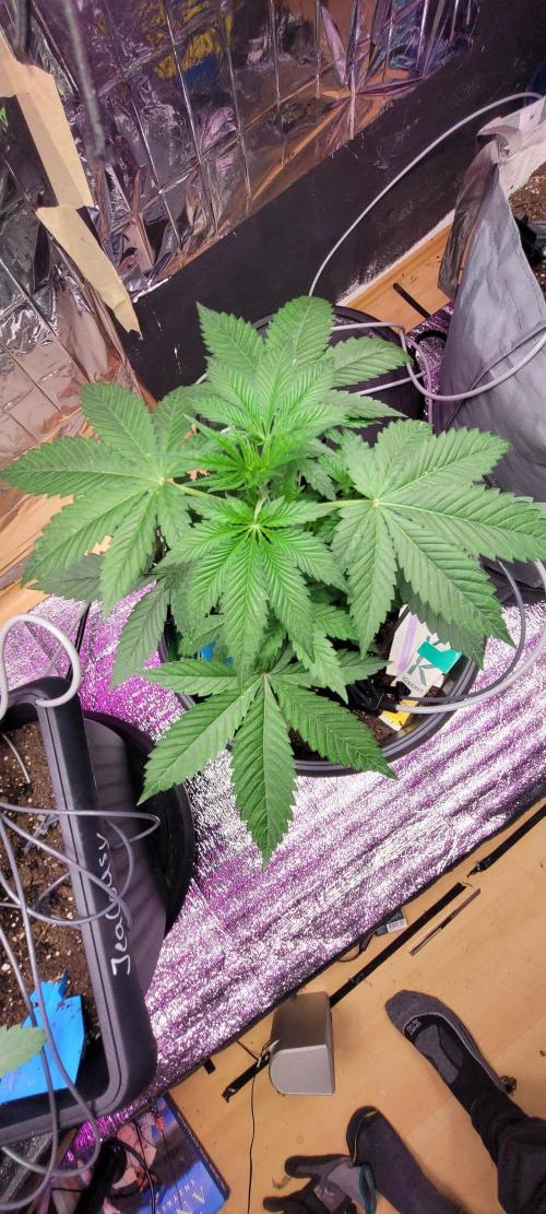 BioBandit's FastBuds Lemonpaya run. Week 4