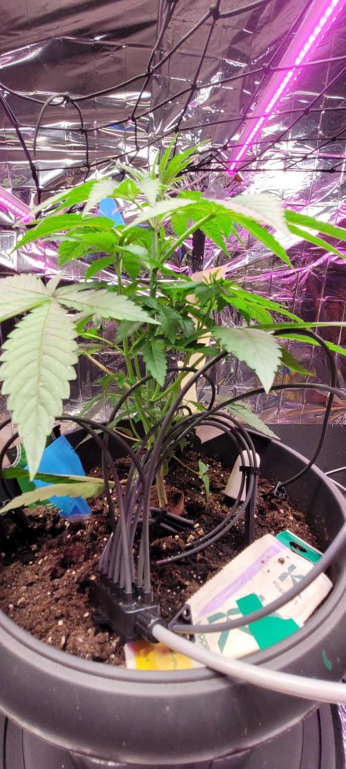 BioBandit's FastBuds Lemonpaya run. Week 4