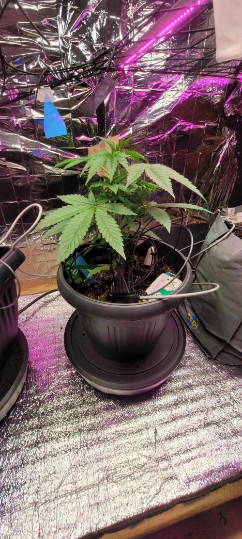 Lemonpaya™. Week 4