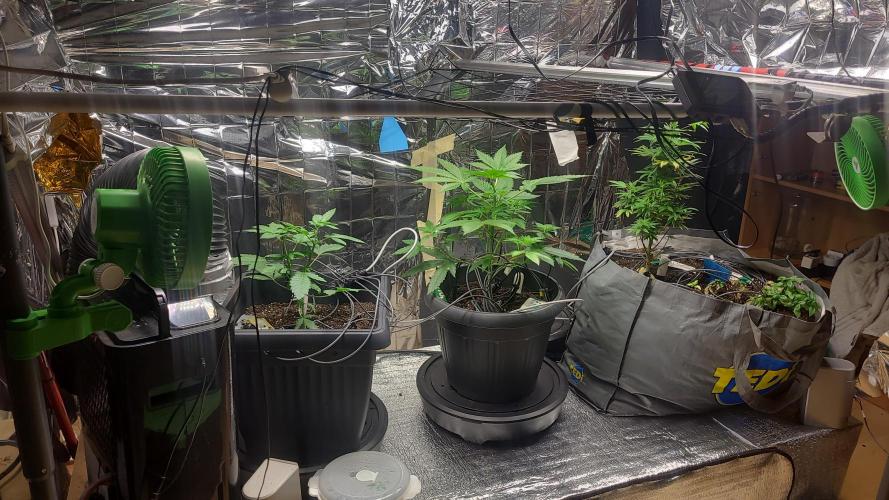 BioBandit's FastBuds Lemonpaya run. Week 5