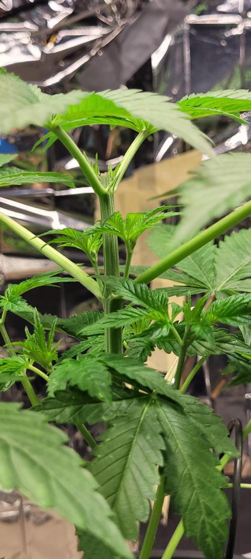 BioBandit's FastBuds Lemonpaya run. Week 5