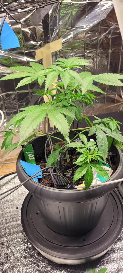 BioBandit's FastBuds Lemonpaya run. Week 5