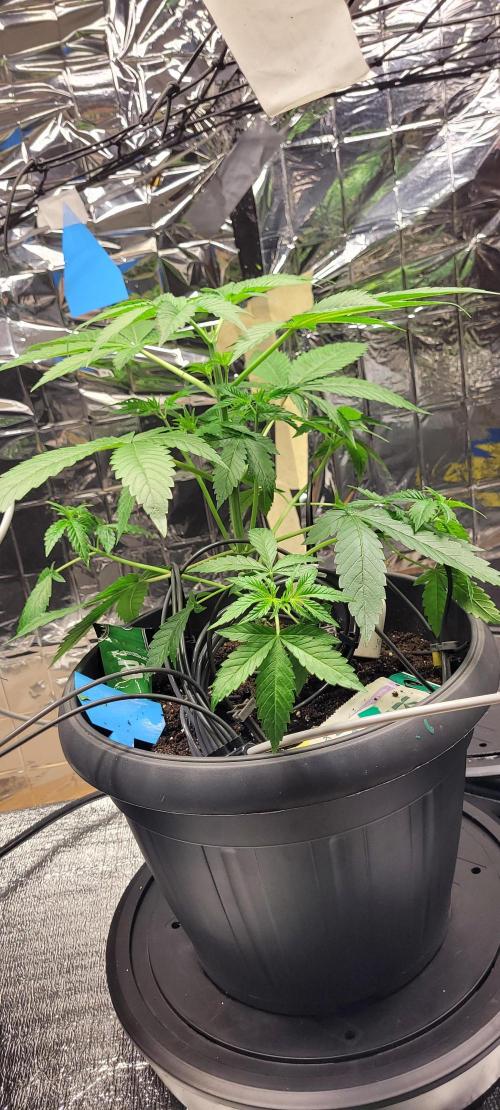 BioBandit's FastBuds Lemonpaya run. Week 5