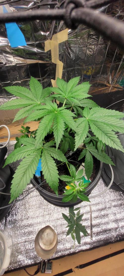 BioBandit's FastBuds Lemonpaya run. Week 5
