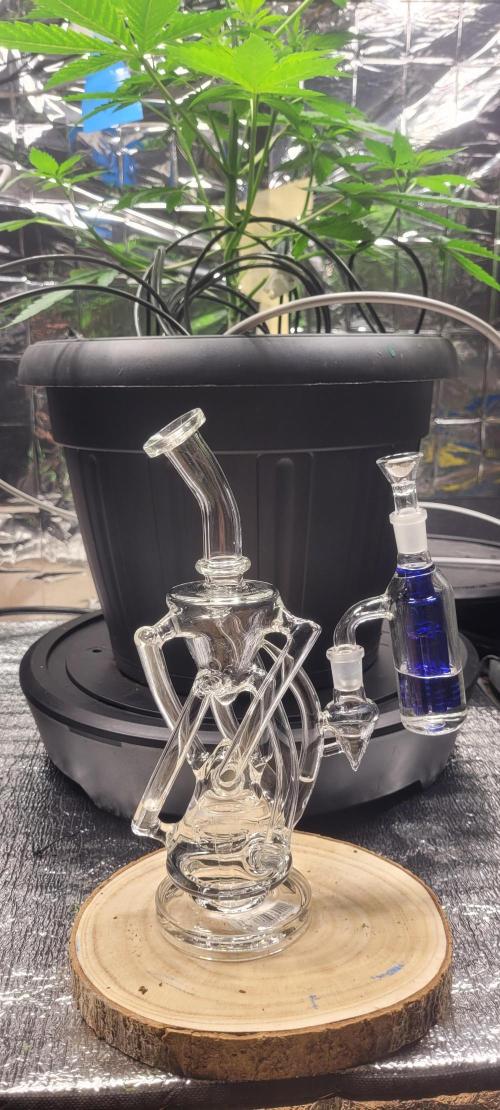 Lemonpaya™. Week 5