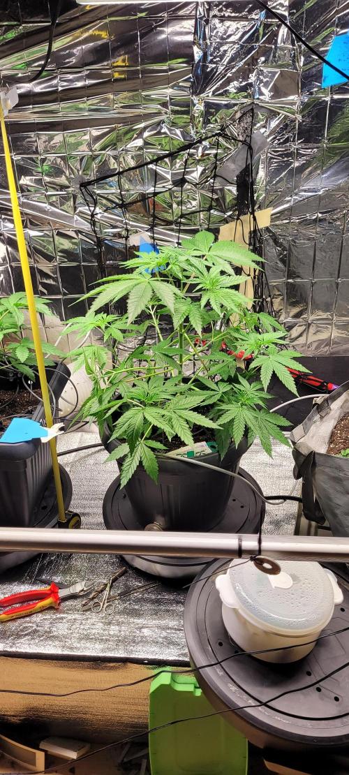 BioBandit's FastBuds Lemonpaya run. Week 6