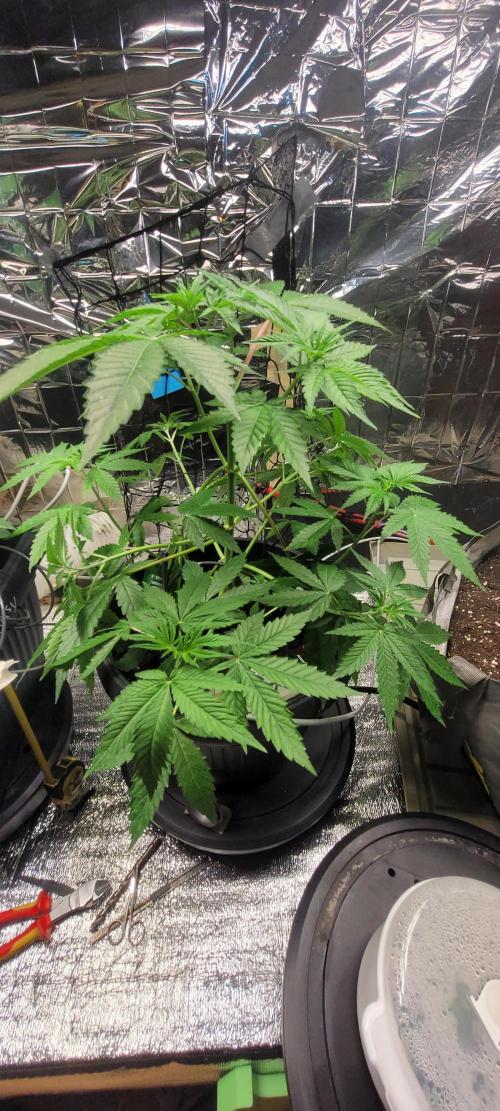 BioBandit's FastBuds Lemonpaya run. Week 6