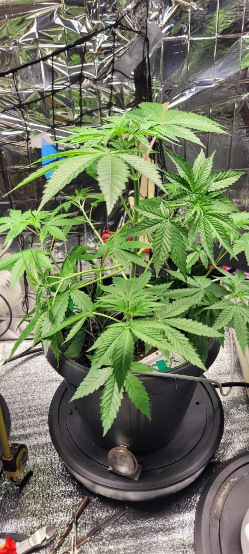 BioBandit's FastBuds Lemonpaya run. Week 6