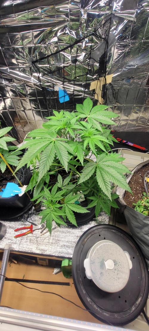 BioBandit's FastBuds Lemonpaya run. Week 6