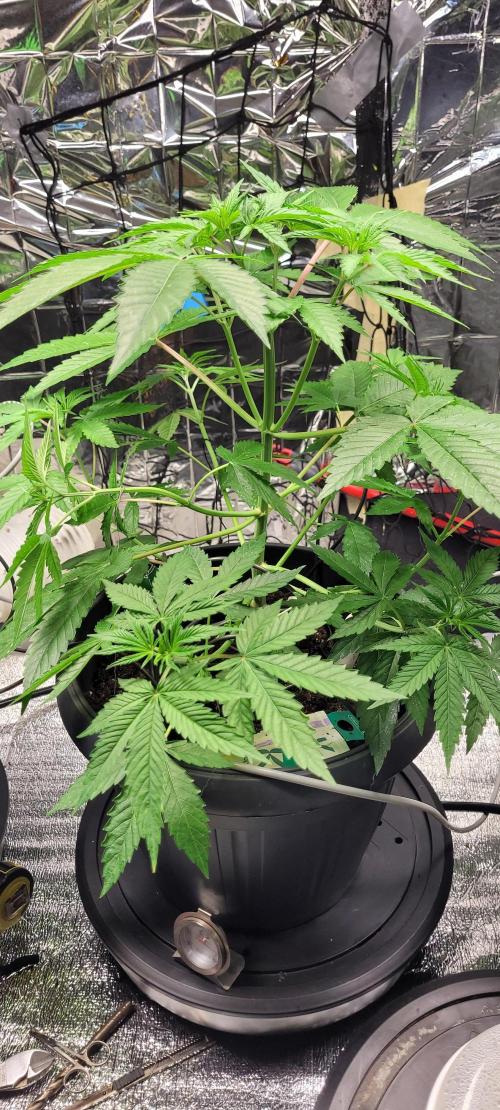 Lemonpaya™. Week 6
