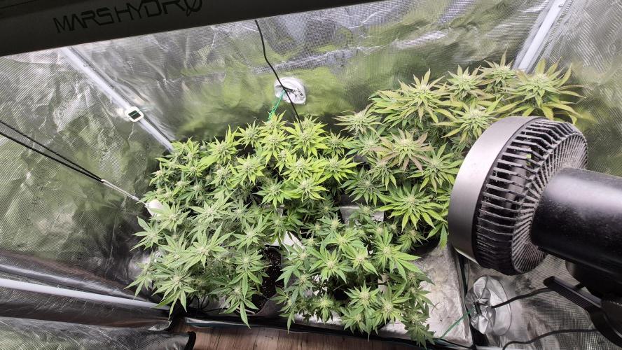 MUCHA W SMOLE. Week 4