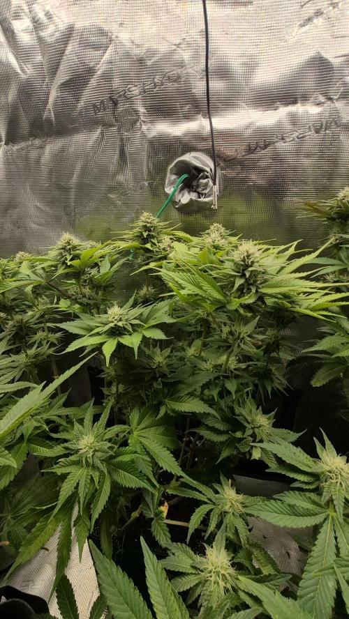 MUCHA W SMOLE. Week 4 - Big Z Cookies 