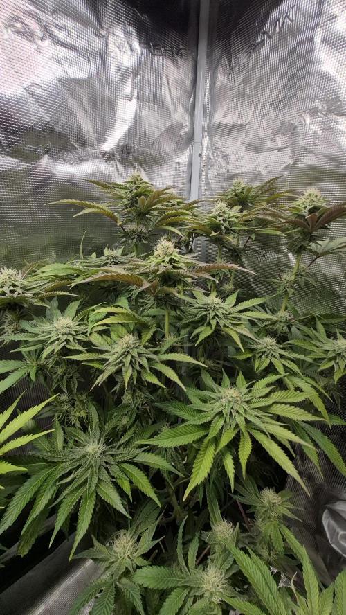 MUCHA W SMOLE. Week 4 - Jack Herer - SEED STOCKERS