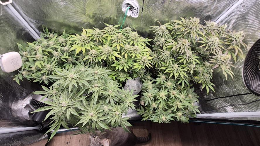 MUCHA W SMOLE. Week 5