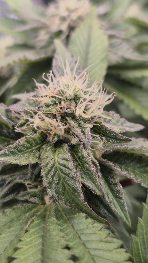 MUCHA W SMOLE. Week 5 - GELATO DREAM 
