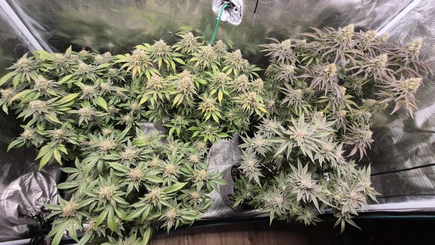 MUCHA W SMOLE. Week 6 - 2x of Left it's a GD 