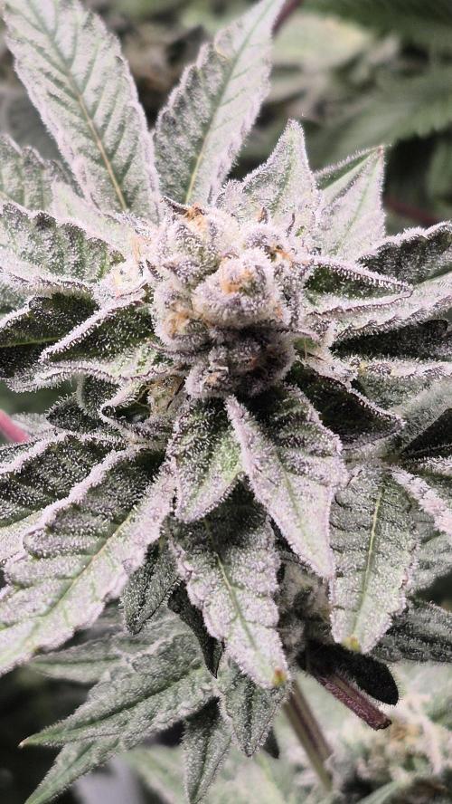 MUCHA W SMOLE. Week 6 - GR GMO