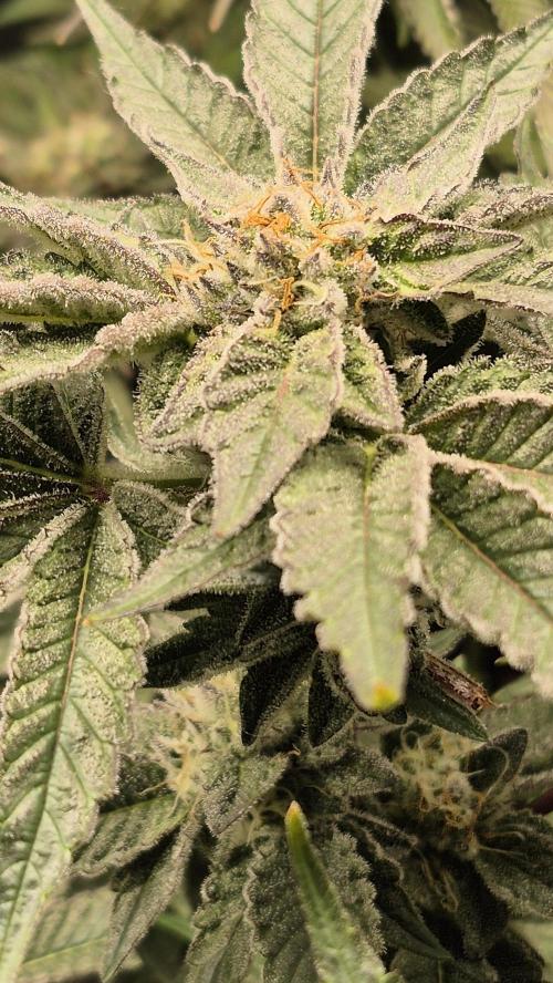 MUCHA W SMOLE. Week 6 - GR GMO