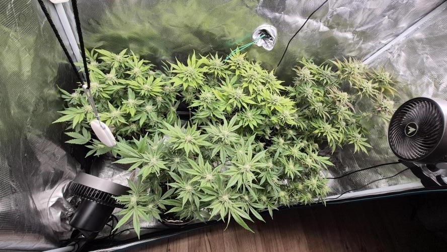 MUCHA W SMOLE. Week 4