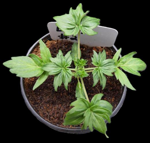 Blueberry Bastard F4. Week 4