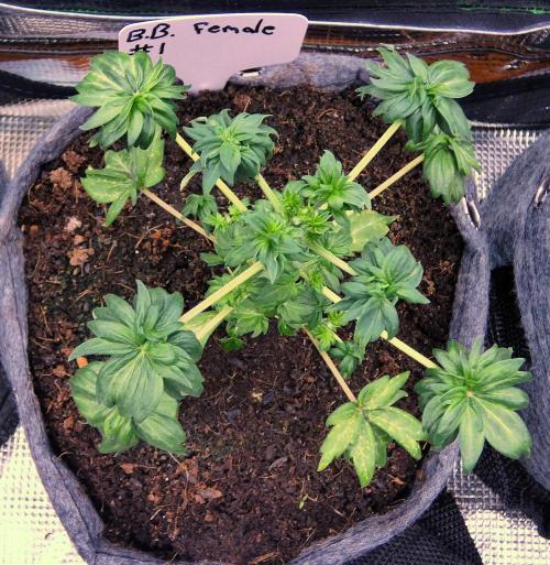 Blueberry Bastard F4. Week 5